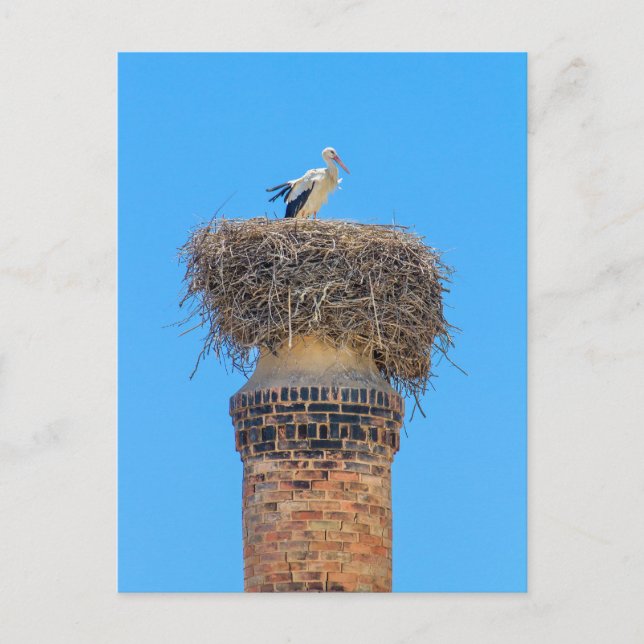 Postal Cigüeña adulta en nido en chimenea. (Anverso)