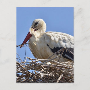 Postal Cigüeña blanca en su nido