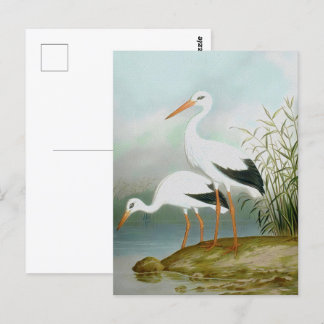 Postal Cigüeña blanca, Ilustraciones de pájaro