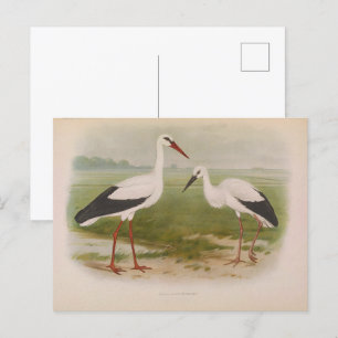 Postal Cigüeña blanca - joven y adulta, Ilustraciones