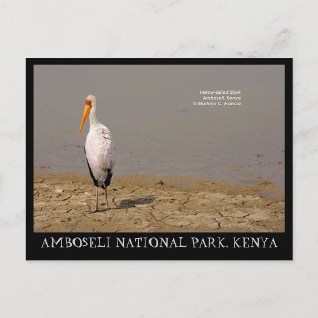 Postal Cigüeña con billetera amarilla, Parque Nacional Am (Anverso)