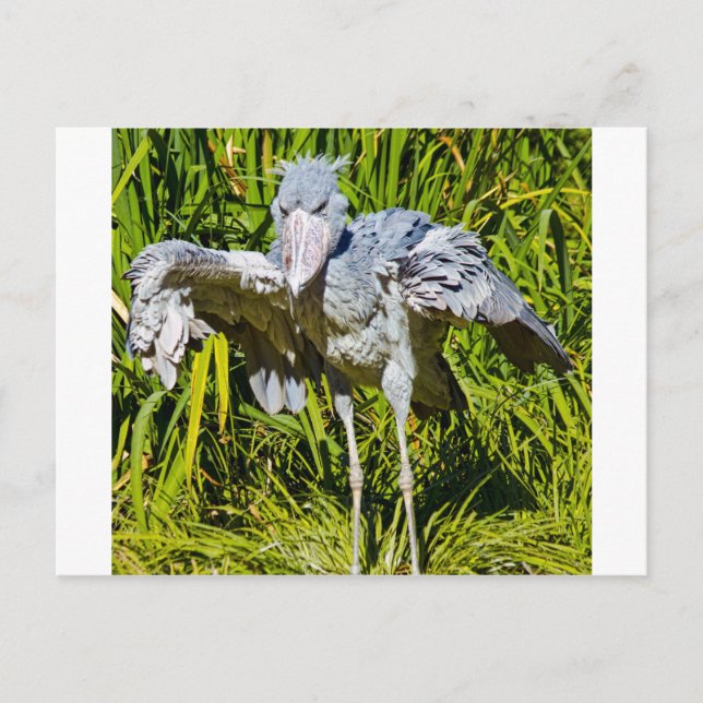Postal Cigüeña de Shoebill (Anverso)