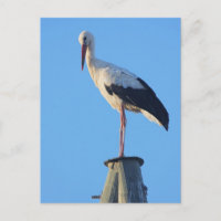 Cigüeña en el poste