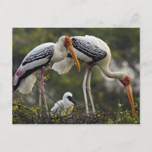 Postal Cigüeñas pintadas y cría en el nido,Keoladeo