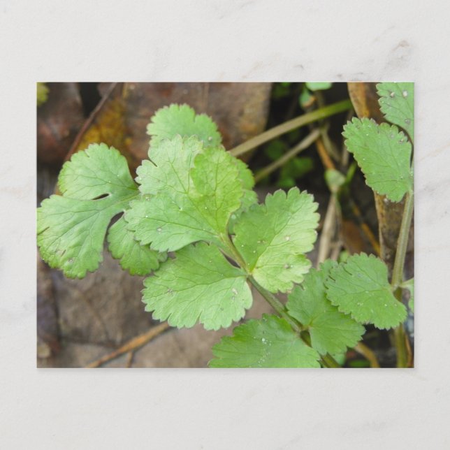Postal Cilantro (Anverso)