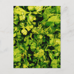 Postal Cilantro / Coriander Leaves