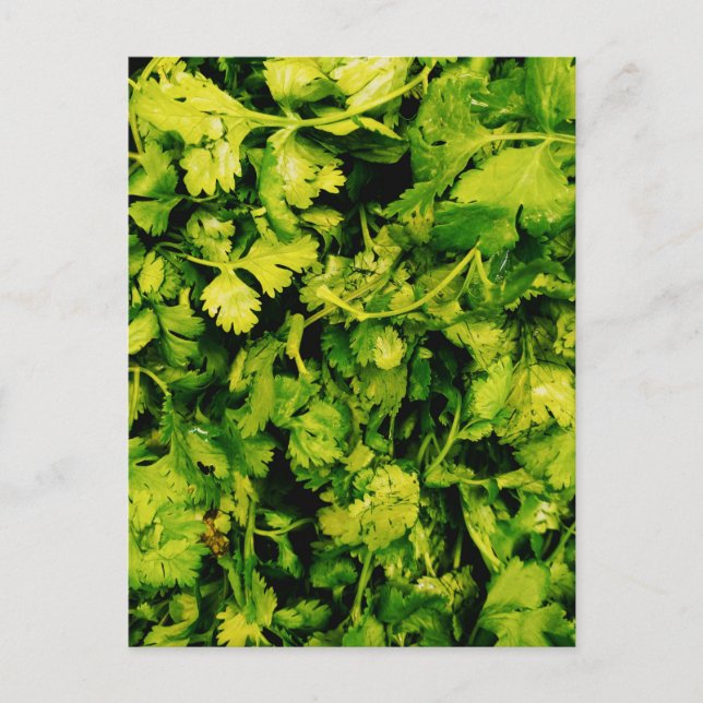 Postal Cilantro / Coriander Leaves (Anverso)