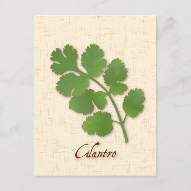 Postal Cilantro Herb personalizar (Anverso)