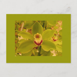 Postal Cimbidio verde orquídea