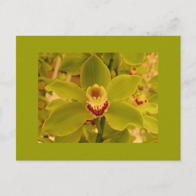 Postal Cimbidio verde orquídea (Anverso)