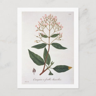 Postal Cinchona de 'Phytographie Medicale' de Joseph Ro