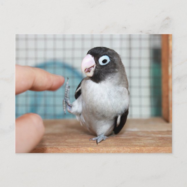 Postal ¡Cinco! (Anverso)