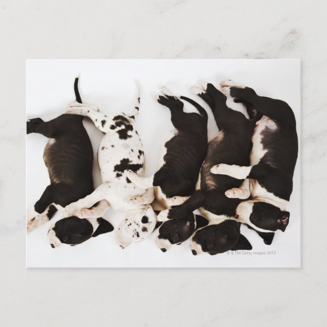 Postal Cinco cachorros Harlequin Great Dane durmiendo (Anverso)