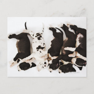 Postal Cinco cachorros Harlequin Great Dane durmiendo