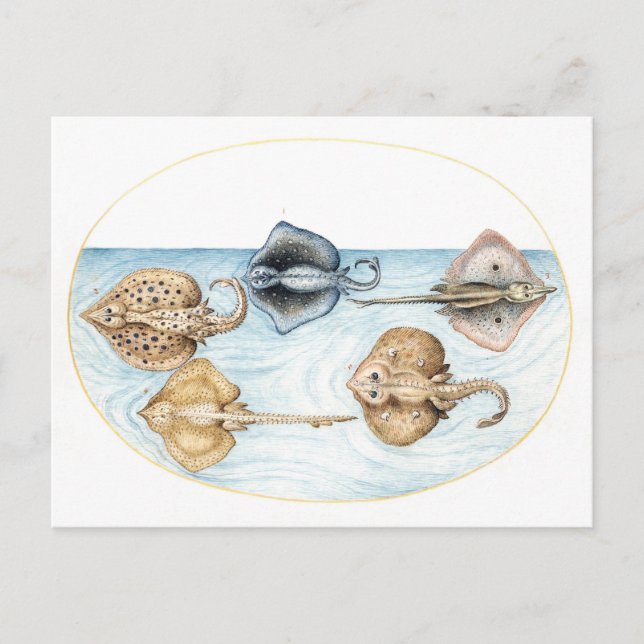Postal Cinco Ilustraciones de Stingrays Vintage (Anverso)