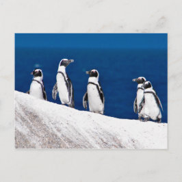 Postal Cinco pingüinos colgando de una foto de rock en Áf