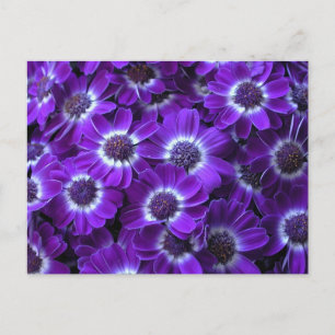 Postal Cinerarias blancas moradas
