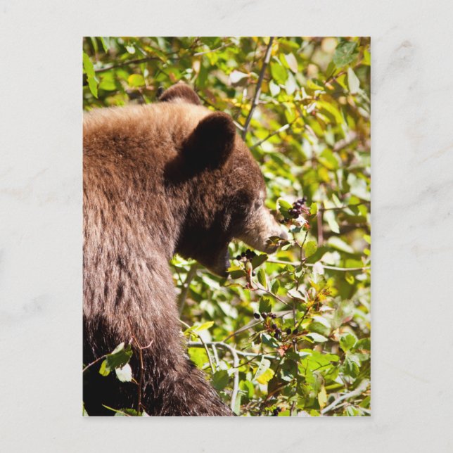 Postal Cinnamon Black Bear (Anverso)