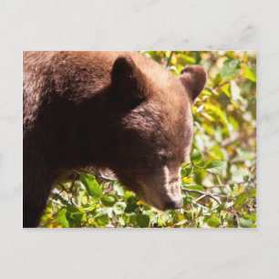 Postal Cinnamon Black Bear
