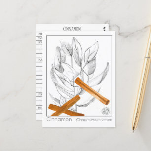 Postal Cinnamon Spice Materia Medica Monografía Herbal