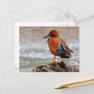 Postal Cinnamon Verde azulado Duck mira hacia atrás