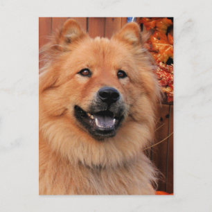Postal Cinny - Chow Chow Photo-12