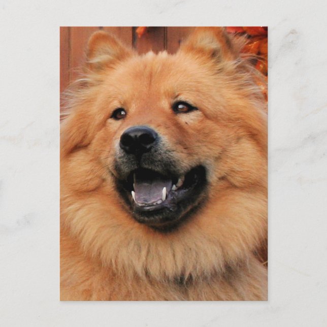 Postal Cinny - Chow Chow Photo - 5 (Anverso)