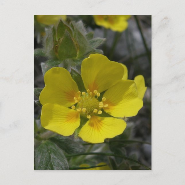 Postal Cinquefoil Blossom, isla Unalaska (Anverso)