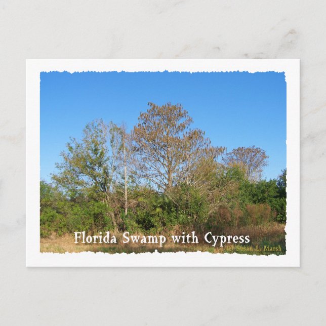 Postal Ciprés de Florida con cielos azules (Anverso)