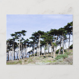 Postal Ciprés en Sutro Park, San Francisco