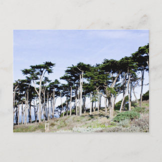 Postal Ciprés en Sutro Park, San Francisco