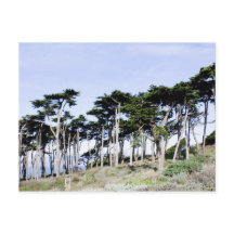 Ciprés en Sutro Park, San Francisco