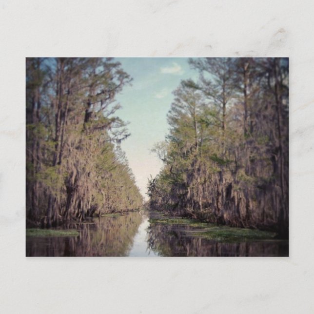 Postal ciprés Swamp : Louisiana (Anverso)