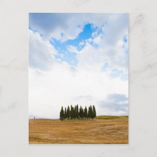 Postal Cipreses toscanos
