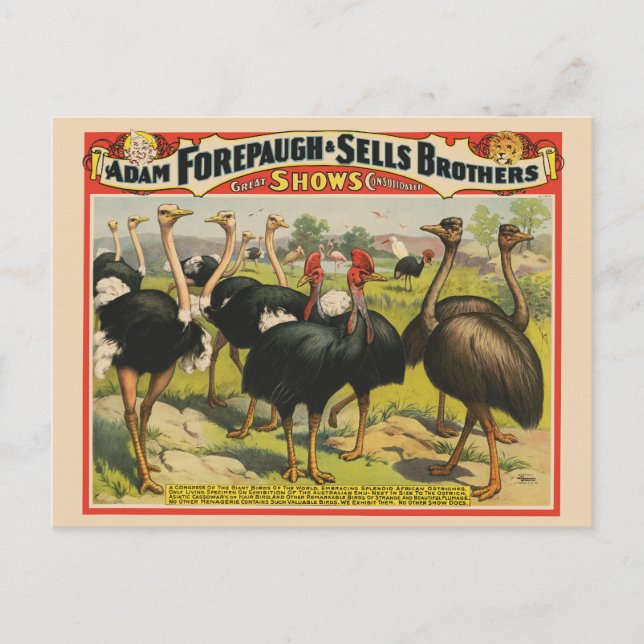 Postal Circo Vintage Con Ostriches Y Aves Grandes. (Anverso)