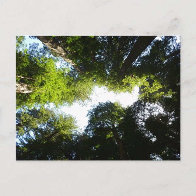 Postal Círculo de árboles secuoya en el Parque Nacional R (Anverso)