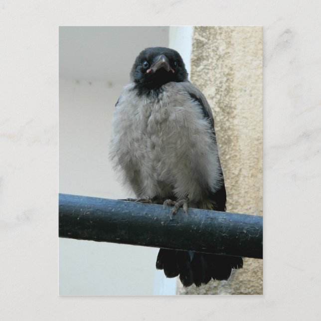 Postal Círculo de bebé (Anverso)