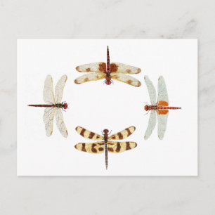 Postal Círculo de libélulas