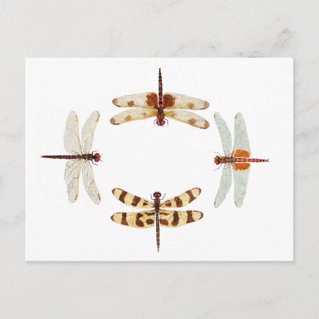 Postal Círculo de libélulas (Anverso)