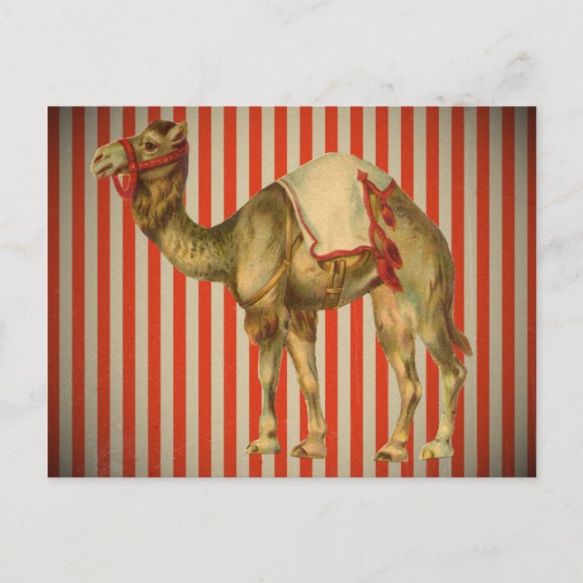 POSTAL CIRCUS CAMEL VINTAGE (Anverso)