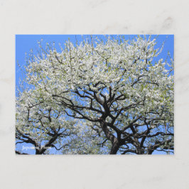 Postal Ciruela Japonesa [Tarjeta Postal]
