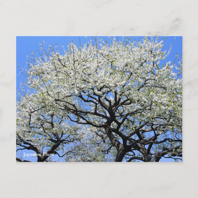 Postal Ciruela Japonesa [Tarjeta Postal] (Anverso)