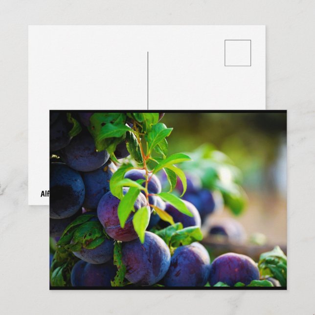 Postal Ciruelas Moradas en el Árbol (Anverso / Reverso)