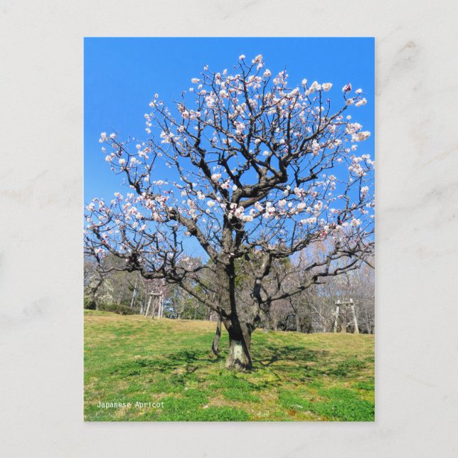 Postal Ciruelo [Tarjeta Postal] (Anverso)