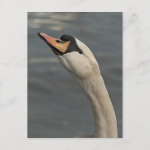 Postal Cisne