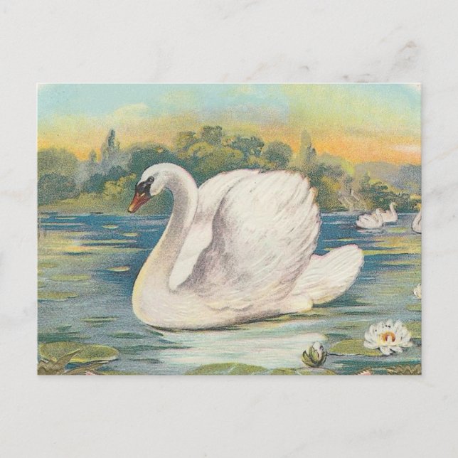 Postal Cisne (Anverso)