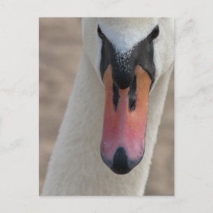 Postal Cisne