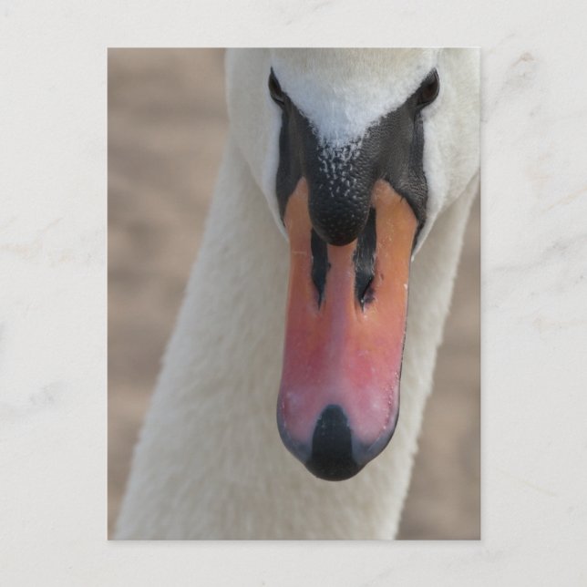 Postal Cisne (Anverso)