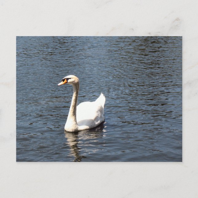 Postal cisne (Anverso)