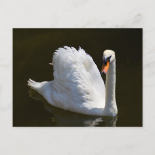 Postal Cisne blanca